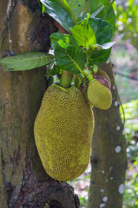 关于人民，关于战争