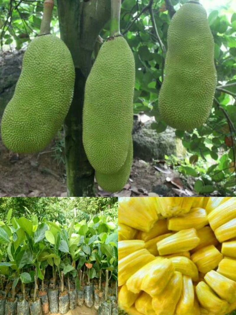 八步半喜怒哀乐（国语版）